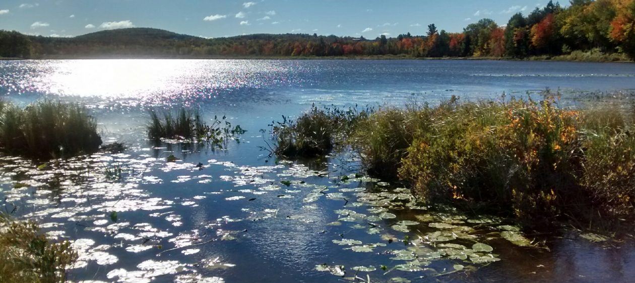 Basin Pond Journal